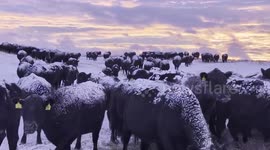 Herd of cattle during freezing temperatures in Geyser, Montana, USA