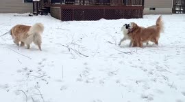 Golden Retrievers joyfully play in the snow in Rexford, New York, USA