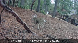 Blacktail Buck Hurls Decoy