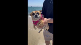 Dog Air Swimming by the Ocean