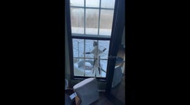 Cat Escapes and Immediately Wants Back In