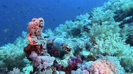 Endangered sea turtles spotted off Egypt’s Red Sea coast, highlighting conservation need