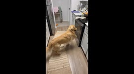 Golden Claws At Oven Door For Roasting Chicken Wings