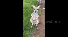 Australia: Cutest Kangaroo Ever Lets Me Pet It
