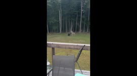 Black Bear Breaks Deer Decoy