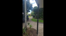 Noisy Morning Magpie Feed