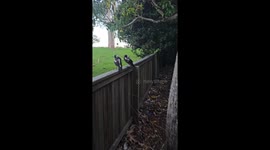Introducing My Magpie Friends Ace and Maverick
