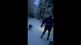 Moose Ambushes Winter Runners in Anchorage, Alaska
