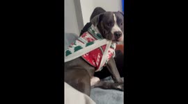 When the New Year's Spirit Comes Too Early