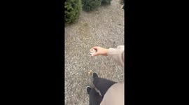 Kendama trick goes wrong at Christmas tree farm