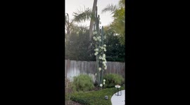 Rare cactus bloom draws hundreds of bees—TikTok clip from Florida hits 357.7K views