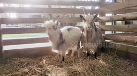 UK: Britain’s Rarest Goats Find Refuge As 1% Of Global Population Moves To Sussex