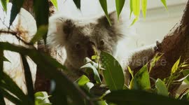 Switzerland: Koala Baby Makes First Appearance After Months Hidden In Pouch At Zurich Zoo