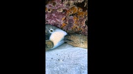 Triggerfish and a Moray Eel