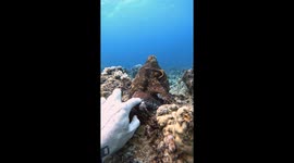 Hand Shake With an Octopus