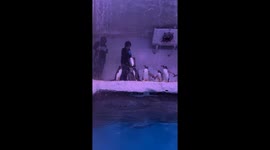 Penguins queue for fish as keeper hands out food at zoo