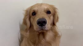 Pet Golden Retriever begs for treats from owner