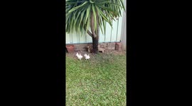 Tortoise has world's slowest chase as it tries in vain to catch chickens