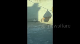 Sun-worshipping dog drags bed out of shade to catch some rays