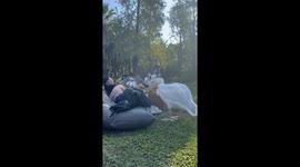 Mischievous pelican nips woman resting on chair