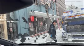 Murder of crows follows sanitation worker on daily street rounds