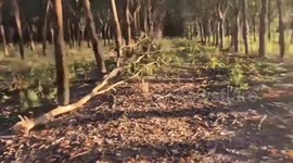 Cambodian mortar fire scatters shells across rubber plantations