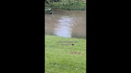 Don’t mess with the Otter Gang! A peaceful walk in the neighborhood park with our dog escalates quickly when a gang of otters comes after us.