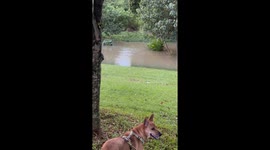 Family chased by “otter gang” during dog walk—Instagram clip tops 5M views
