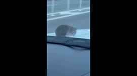 NYC Rat Crawls Out of Moving Car and Shocks Driver