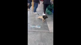 Puppy With A Lion's Haircut