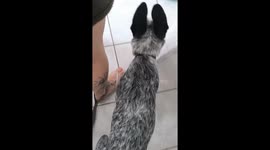 When Your Dog Won't Leave The Construction Workers Alone