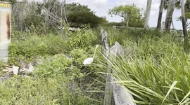 Incredible Footage of Florida Great Egret Mimicking Rustling Plants While Striking Lizard!