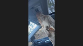 Clever Dog Turns on the Car Light