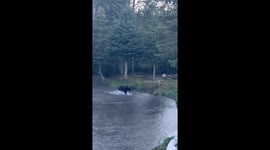 Bear Fishing Among Wolves