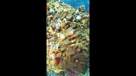 Colorful Underwater Christmas Tree