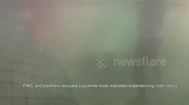 US: Manatee Sleet Returns To Florida Waters After Incredible Recovery