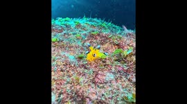 Pikachu of the Sea