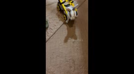 Juniper The Rabbit's Fancy Wheels