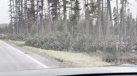 Pine trees flattened along Highway 83, southeast of Kalispell, Montana