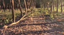 Cambodian mortar fire scatters shells across rubber plantations