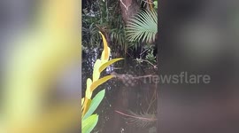 Boy, 10, killed by crocodile while swimming with friends in Indonesia