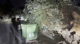 US, Los Angeles: Granada Hills Fallen Tree Crushes Vehicle And Blocks Street With Sound On Tape