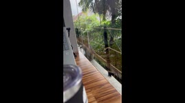 Office staff amused by monkey peering through the windows