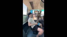 Giraffes spark chaos as they reach inside safari park bus