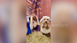 Doggy daycare pups create perfect nativity scene - with Mary, Joseph and baby Jesus