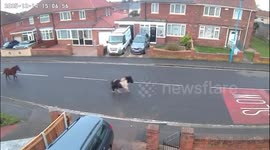 Runaway horses chased by police after causing havoc in busy town