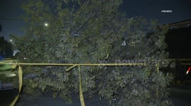 US, Los Angeles: Hyde Park Tree Down Blocking Road