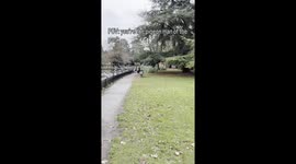 Pigeons swarm man who has continually fed them for months