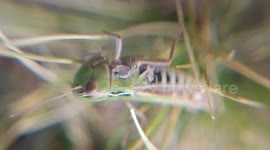 Rare Grasshopper Exhibits Human-Like Behavior: Turns Head, Looks at Camera and Appears to Smile in Macro Close-Up. Exclusive raw macro footage of a grasshopper displaying extremely rare anthropomorphic behavior. A truly unique and unrepeatable moment