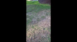 Deer Follows Cat and Owner